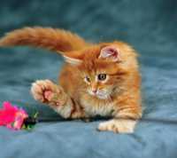 британские котята рыжего окраса