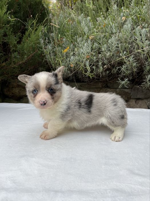Welsh Corgi Cardigan - piesek Blue Merle