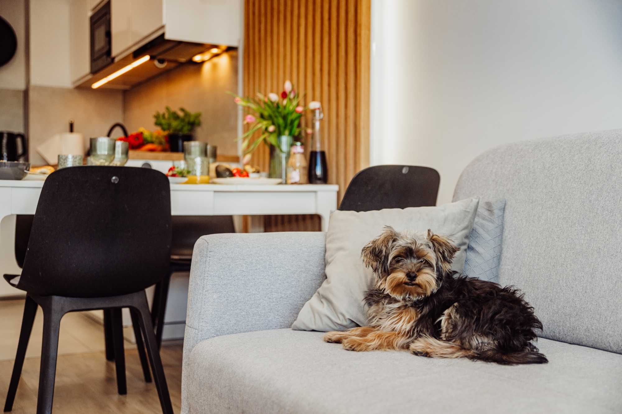 Apartament JP Karpacz - Wakacje w Górach, blisko szlaków !!!