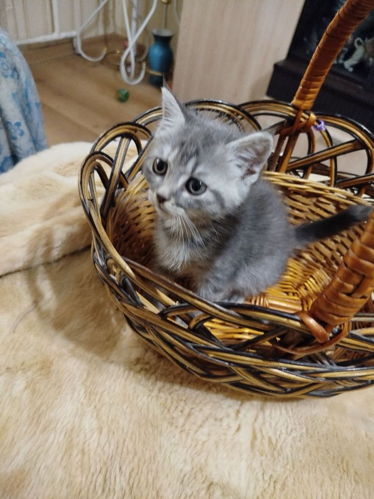 Сіре полосате кошеня шукає люблячу родину