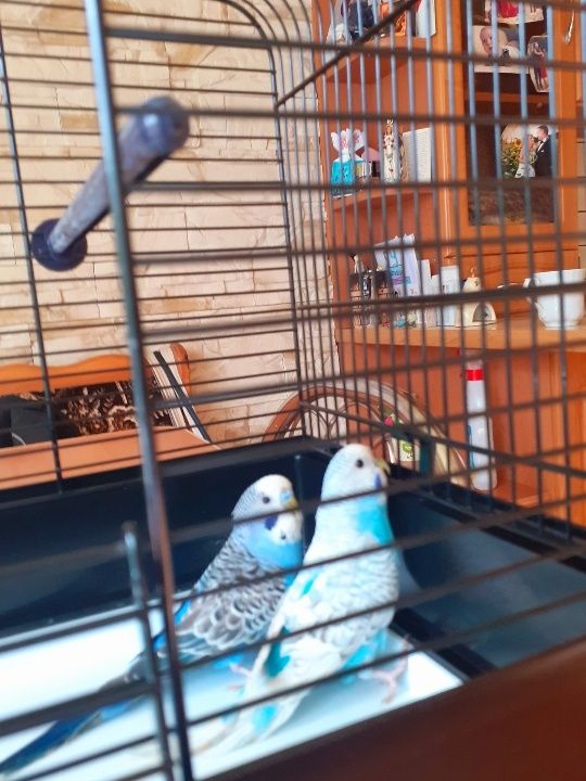 Papuga Falista Niebieska