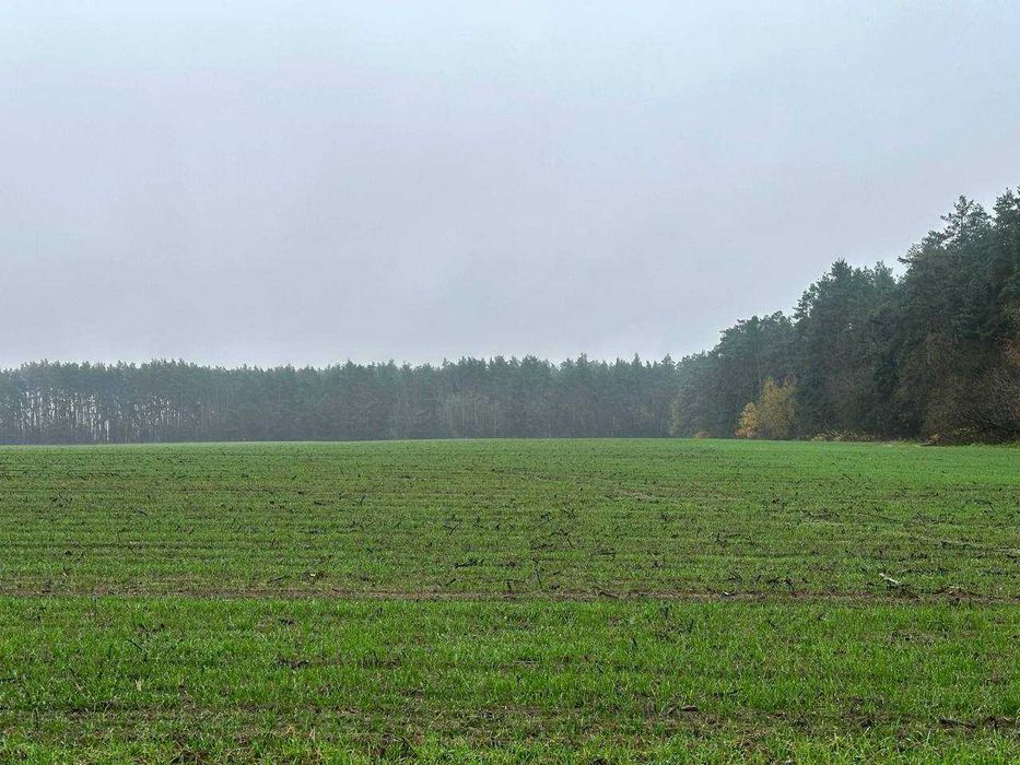 Продаж ділянки 335 соток біля лісу