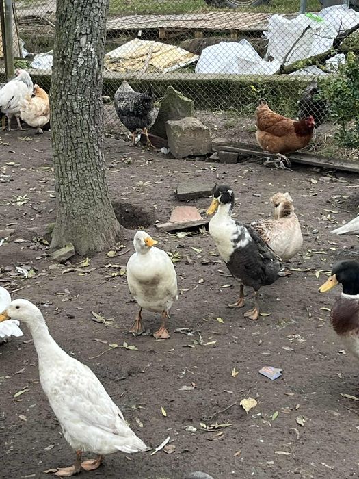 Kaczory biegusy indyjskie