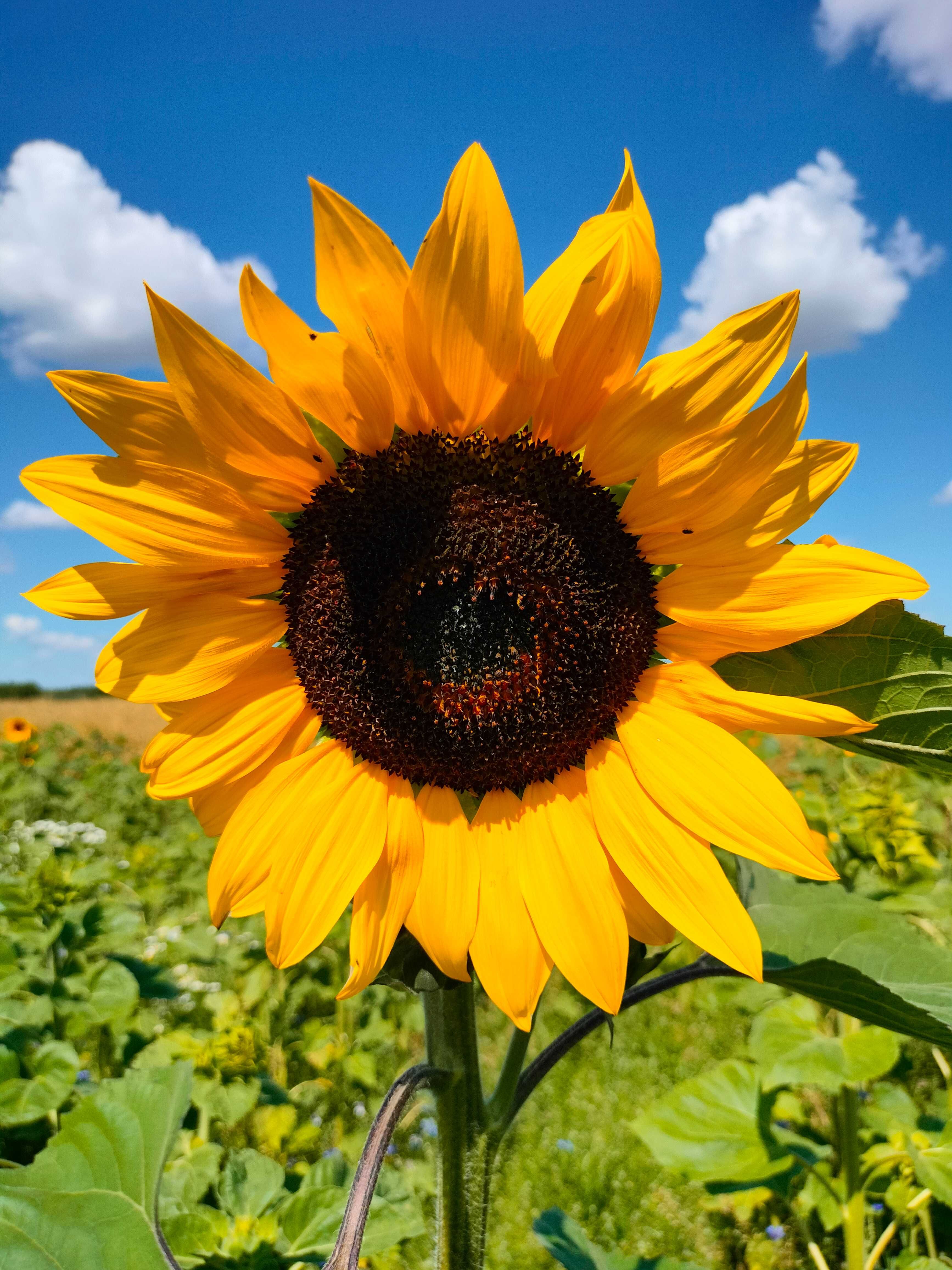 Słonecznik ozdobny na kwiat cięty nasiona FAKTURA POSZPORT -  ARiMR