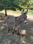 Burro mirandês 3 meses