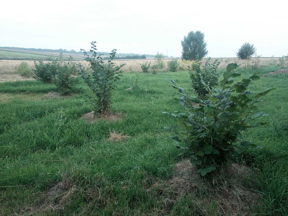 саджанці фундук, самовивіз с Смиківці