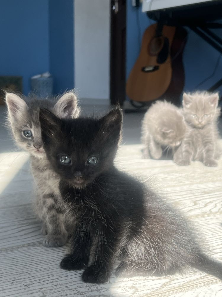 Продається чорне кошеня/ продается черный котёнок