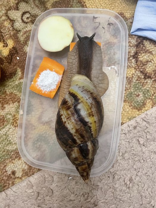 Ретикулята доросла пара