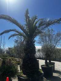 PHOENIX CANARIENSIS daktylowiec kanaryjski palma egzotyczne 330cm