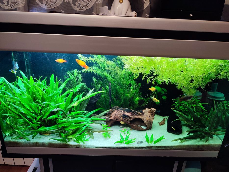 Rośliny do akwarium mix różnych