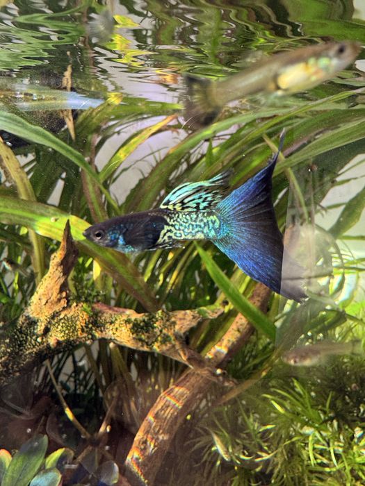 Vendo criação completa de Guppys Blue Metal (cerca de 70)