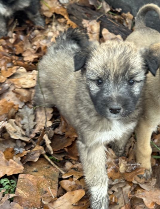 Цуцик,    2 місяці