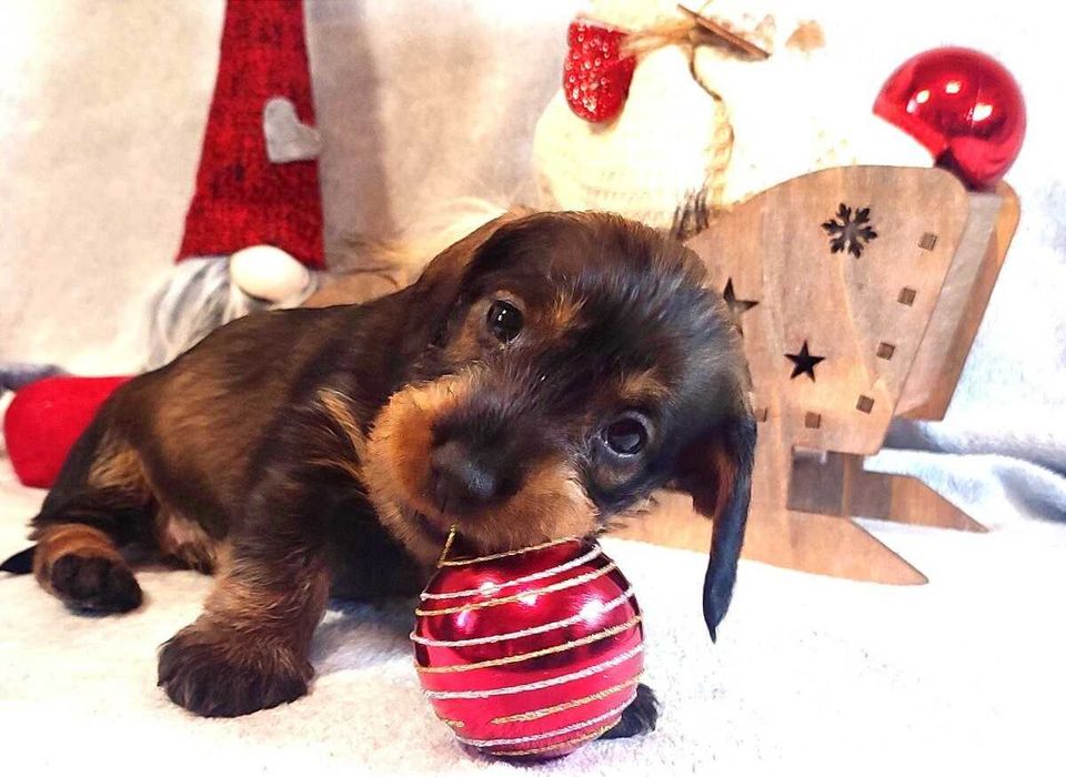 Teckel Macho de Pelo Cerdoso