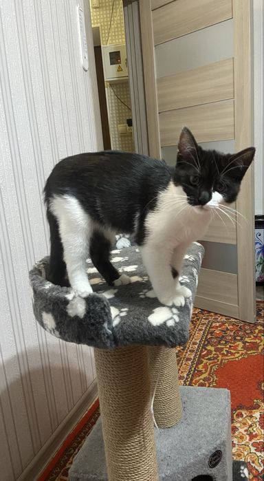 Віддам задарма котика «Мікі»