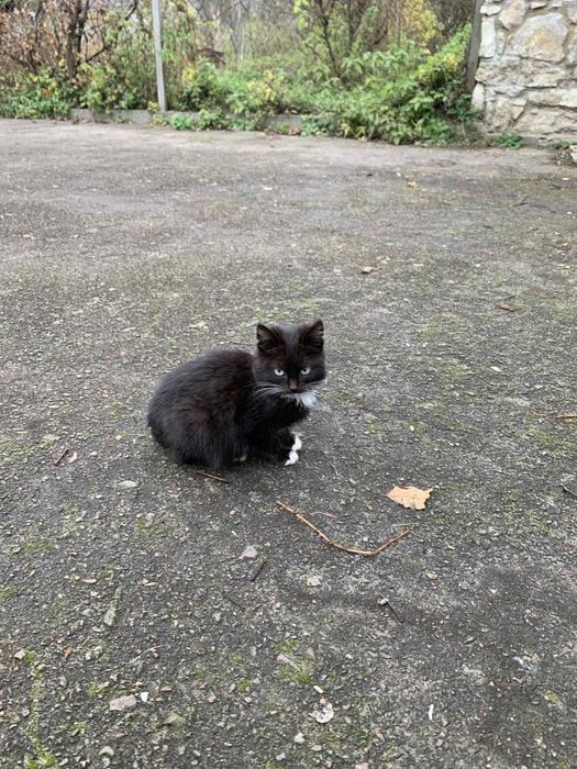 Кіт хлопець чорного кольору