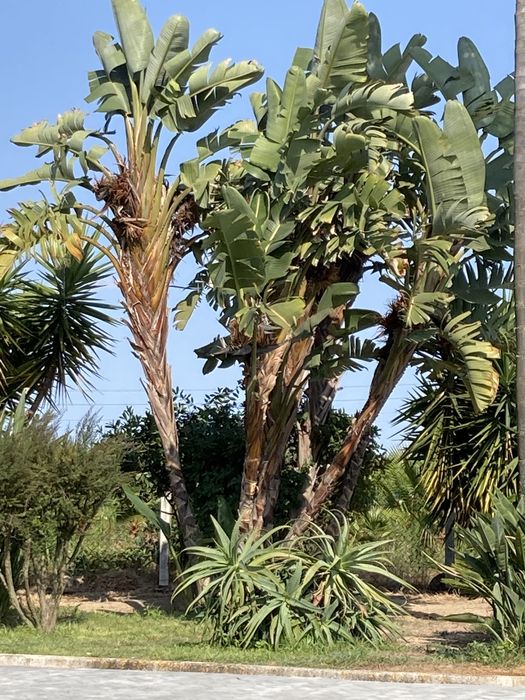Estrelicia augusta/ estrelicia gigante