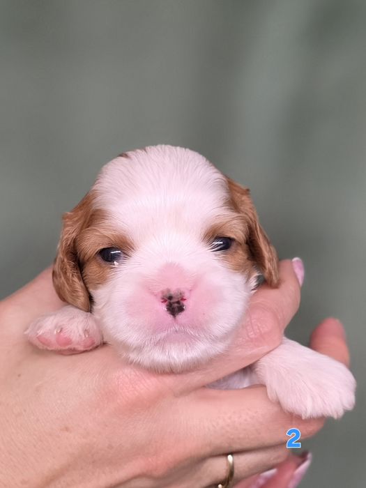 Cavalier King Charles Spaniel ZKwP FCI