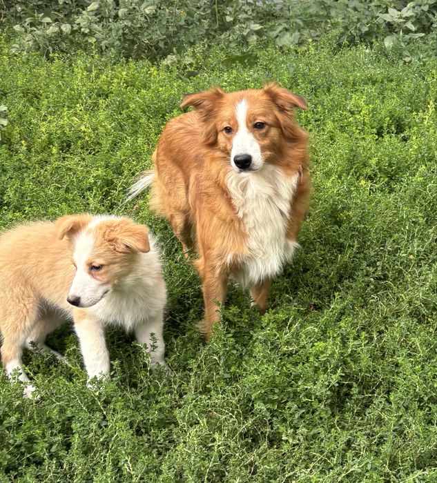 Border collie- piesek ee-red