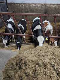 Cielaki byczki odchowane zarlaki bez mleka