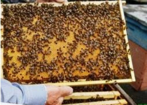 Бджолопакети та бджоло сім'ї