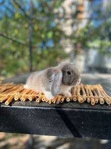 карликові міні та мікро кролики породисті