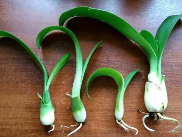 гемантус - кімнатна рослина