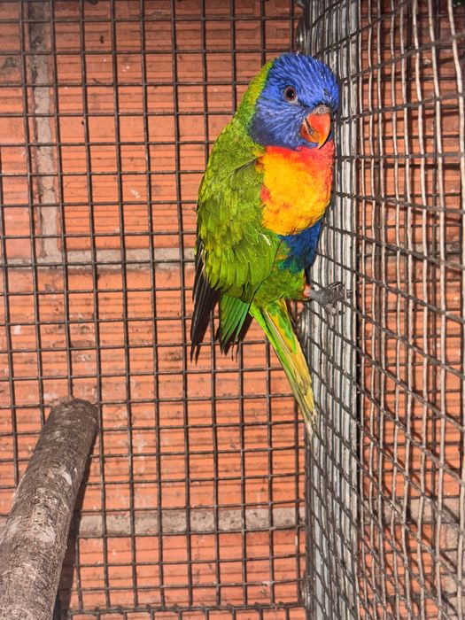 loirs macho com 1 ano sexado, pyrrhura macho reprodutor com 3 anos