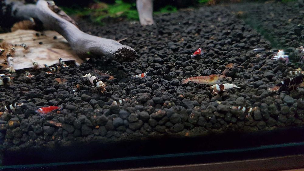 Krewetki Caridina Mix