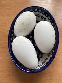 Jaja gęsi z wolnego wybiegu