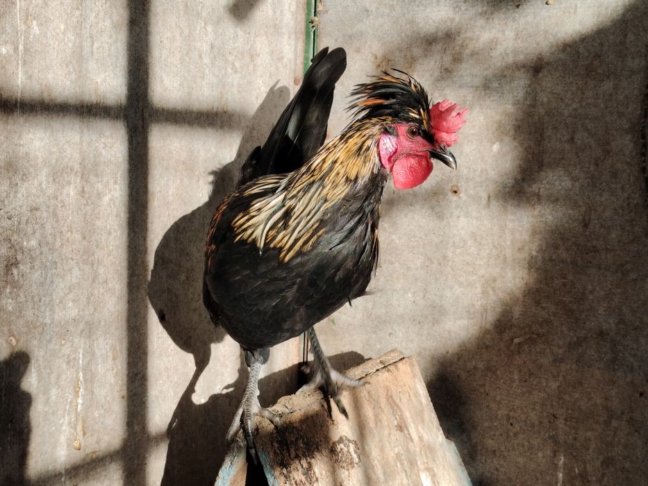 Liliputy pomieszane z bialoczubem