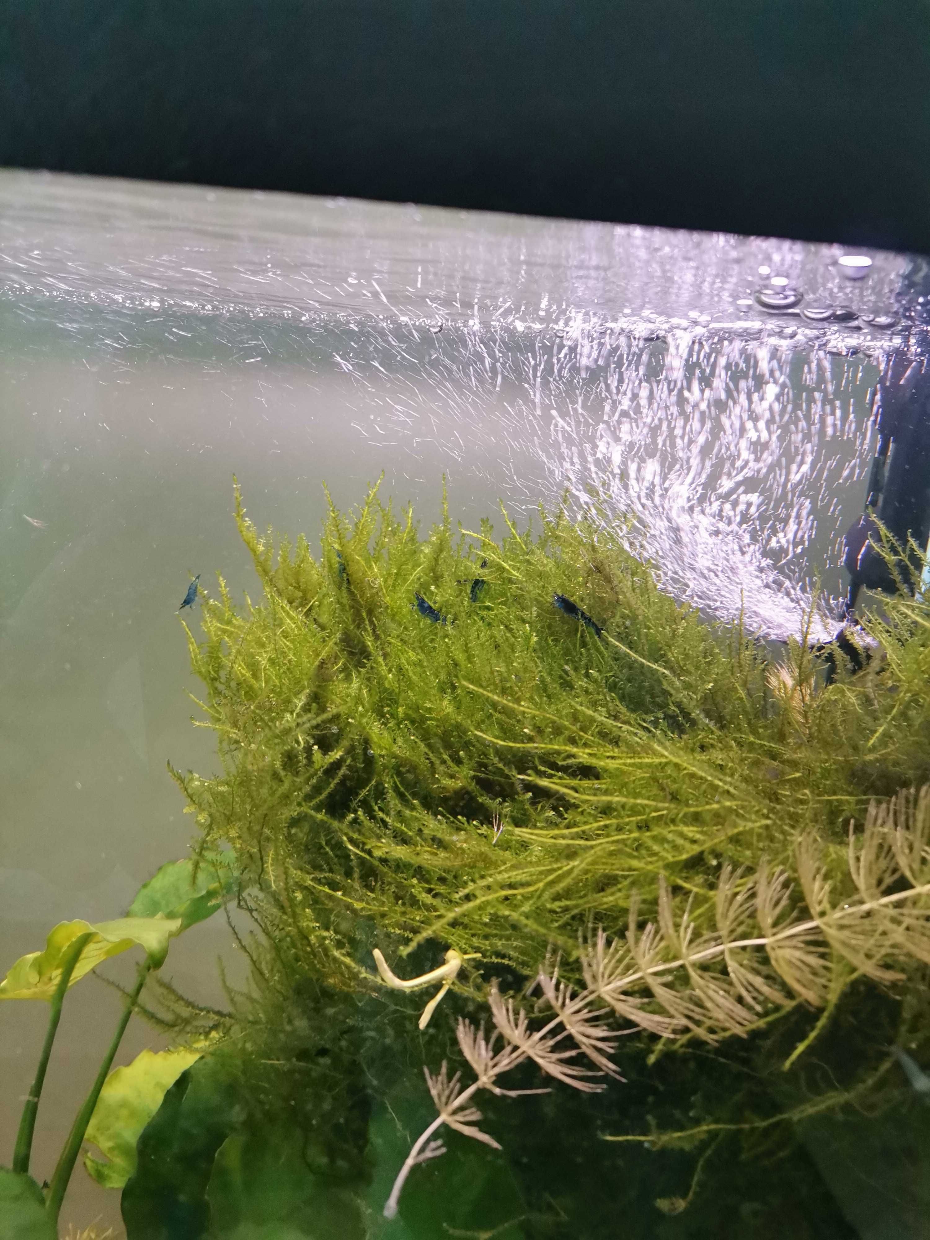 Anubias, rogatek, mech
