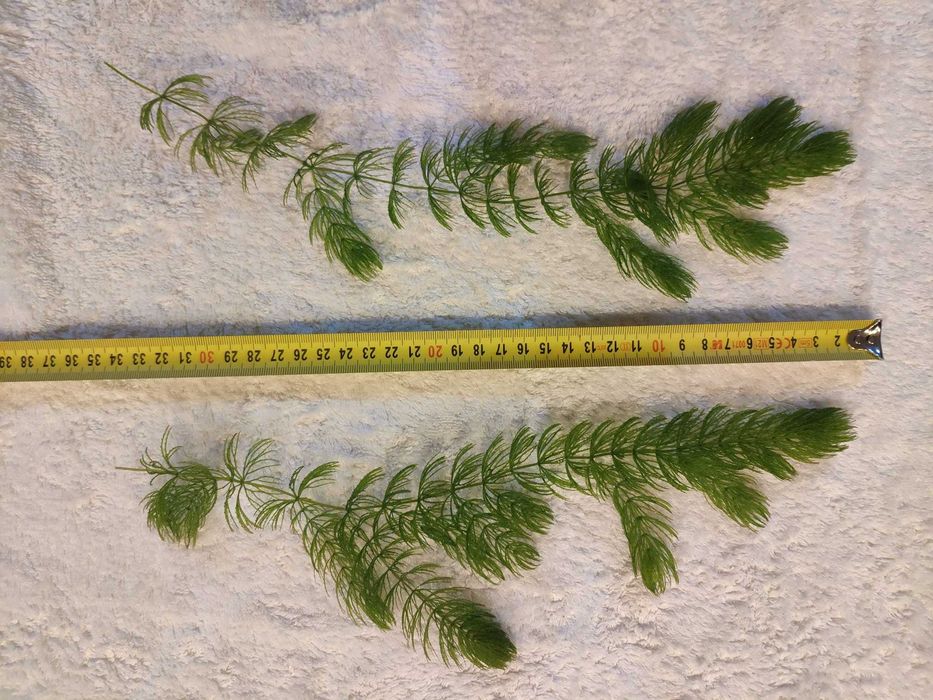 20 zł x 20 sztuk rogatek z własnego akwarium