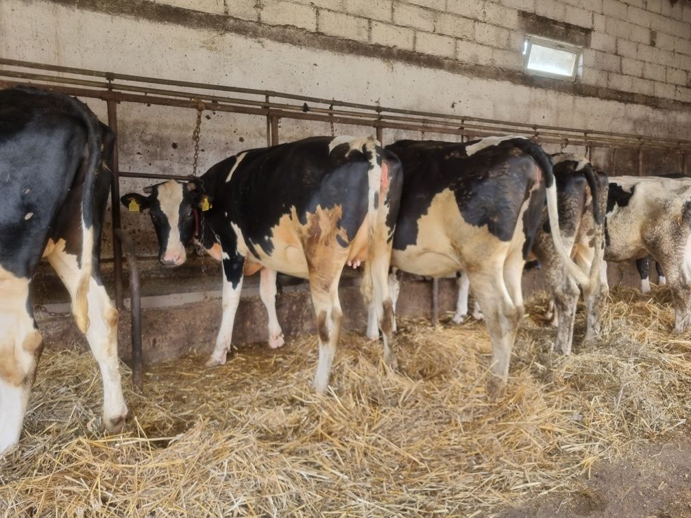 Jałówki HF wysokocielne 40 szt. Piątnica