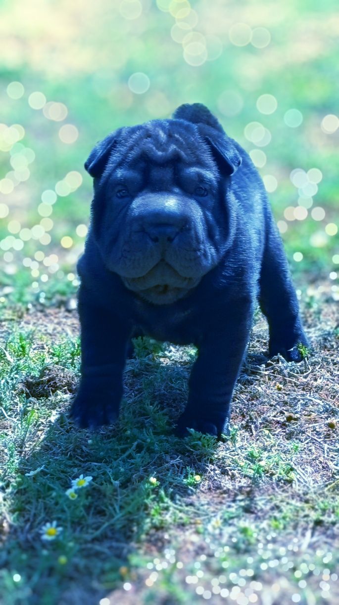 Shar pei.. bebe shar pei LOP Pedigree