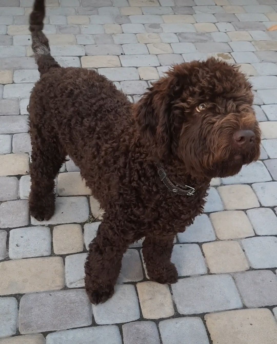 Spanish Water Dog,  Іспанська Водяна Собака