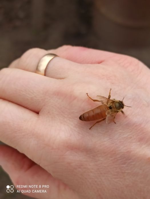 Матки Бакфаст F1 вільного обльоту