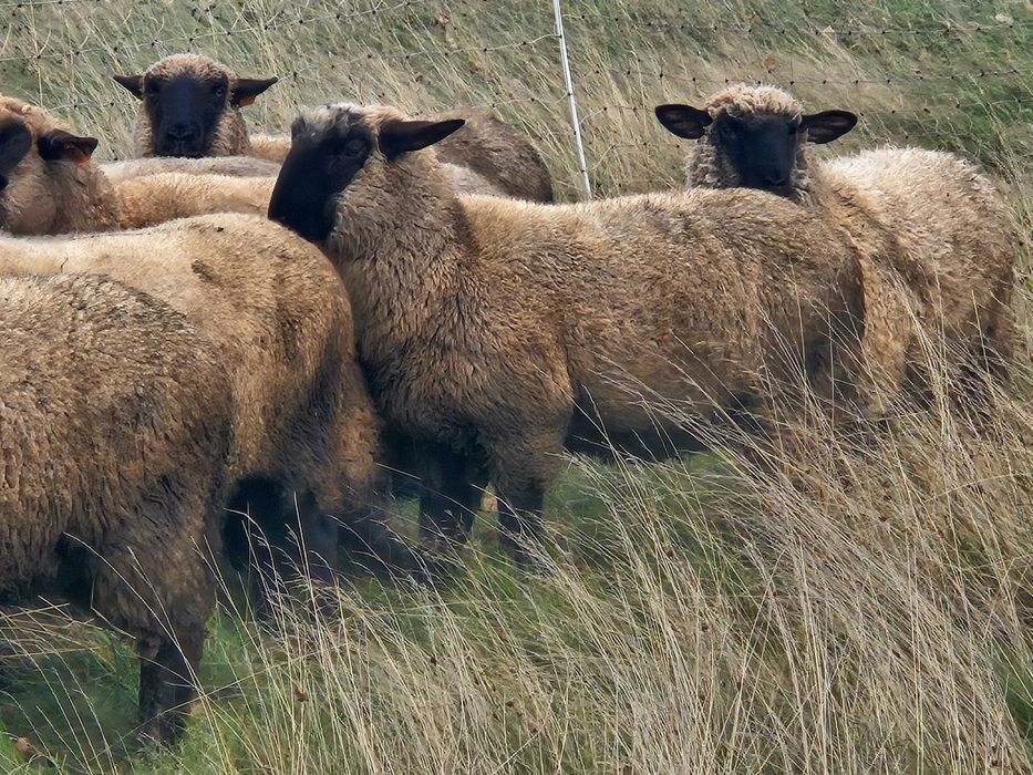 Baran tryk czarnogłówka