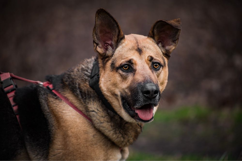 Lucky- większy, przyjazny pies do adopcji