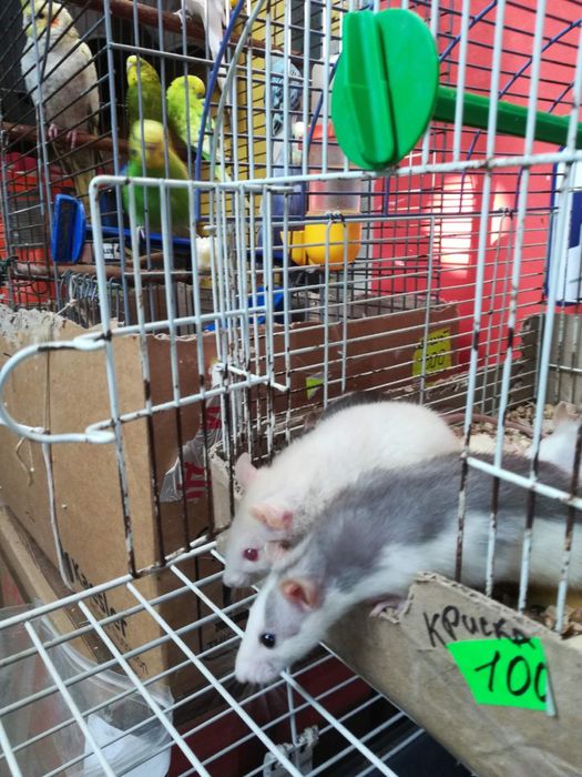 Домашні ручні крисенята