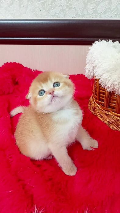 Гарна дівчинка золота шиншила. Шотландська висловуха