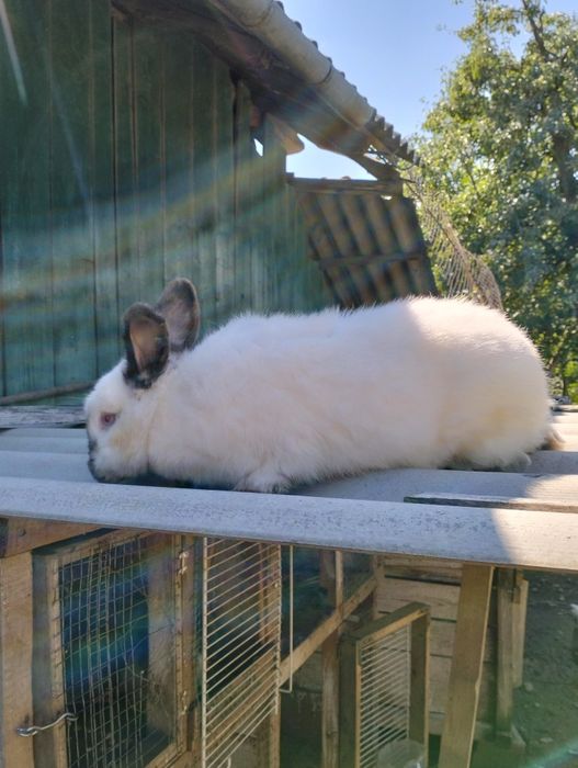 Продам 3 самки 3 самця