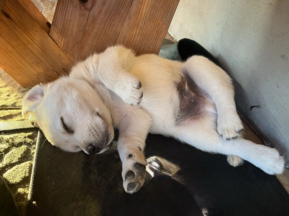 Piekna Suczka Labrador Retriever FCI