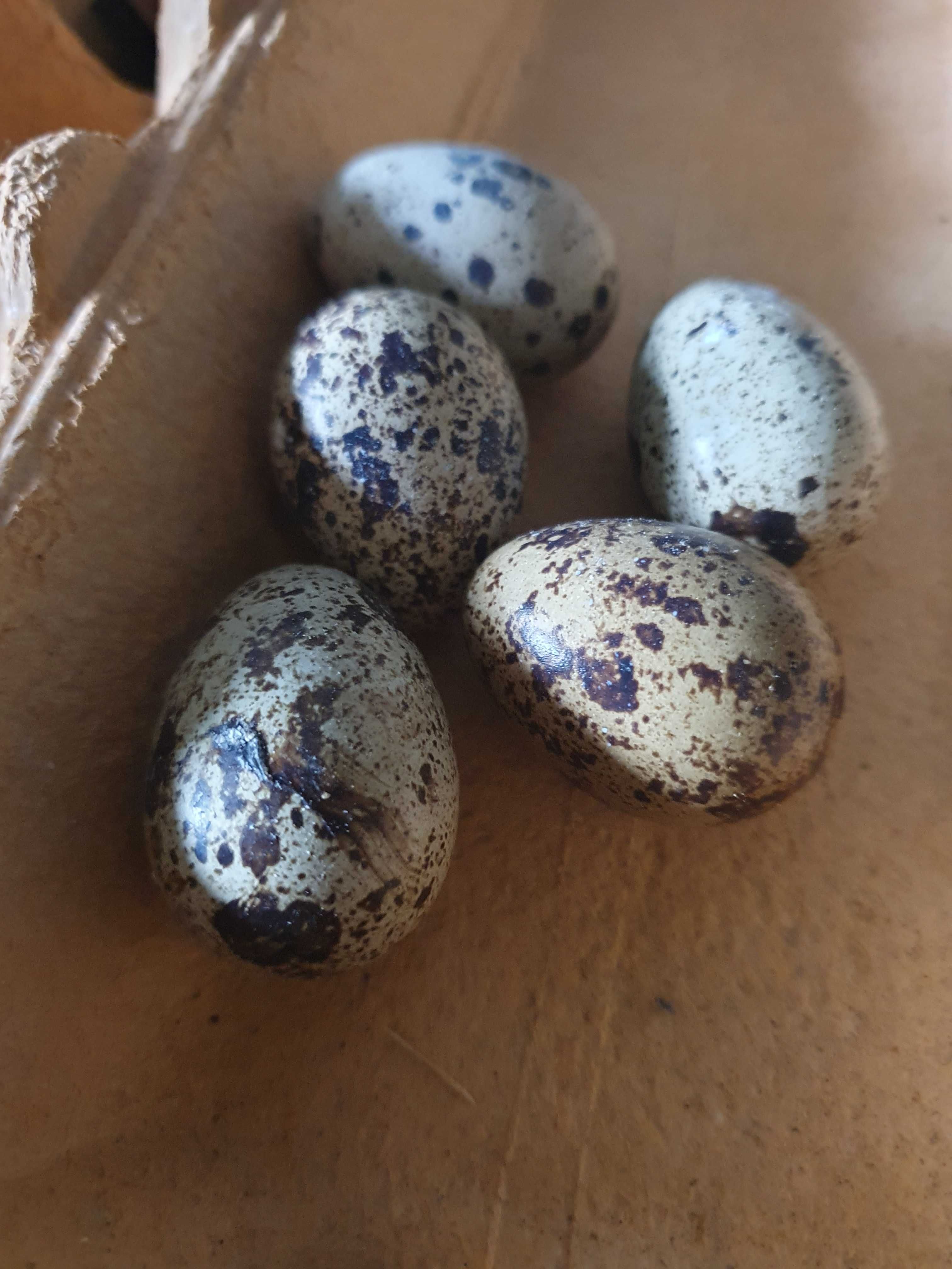 Ovos de codorniz