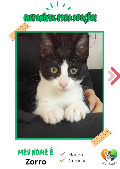 Gatinhos para adoção