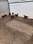 vendo rhode island red