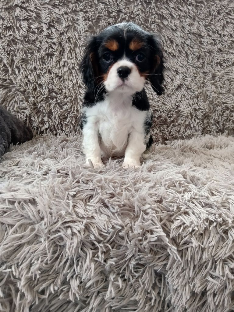 Piesek Cavalier King Charles Spaniel