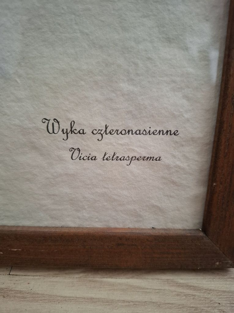 Suszone kwiaty w ramce.Obraz do wystroju apteki,sklepu z ziołami