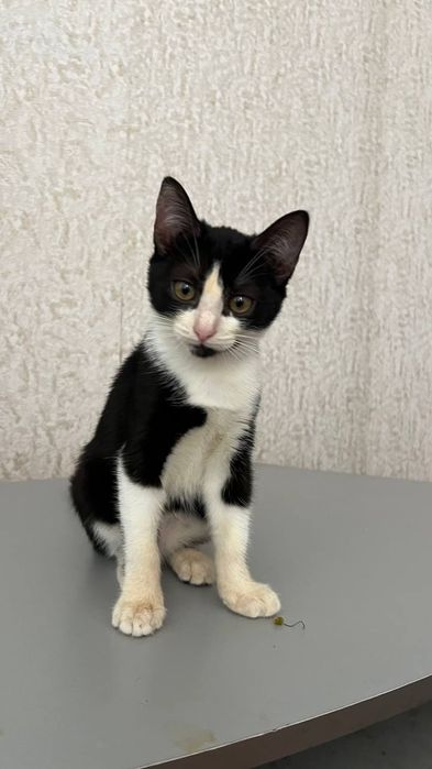 Отдам_ кошки_ котята_ яся