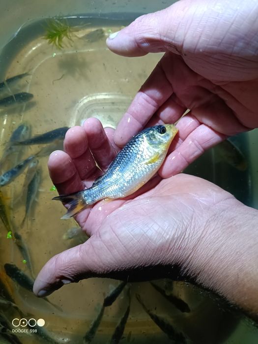 Carpas Koi variadas tamanho de 5 a 15 cm