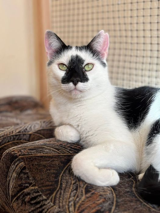 Piękny Monte szuka domu!